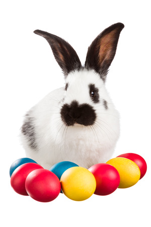 White rabbit with Easter eggs on white backgroundの写真素材