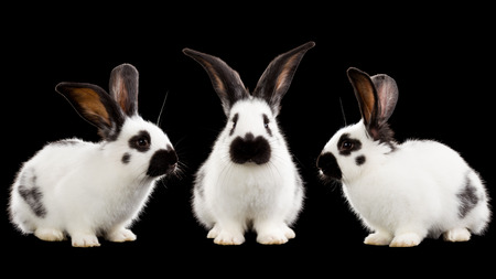 White rabbits isolated on black backgroundの写真素材