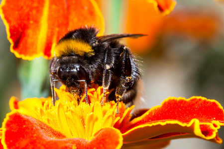 Bumblebee is working on a yellow flowerの写真素材