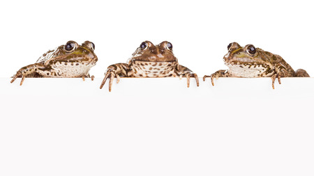 Three frogs with cardboard for text on a white backgroundの写真素材