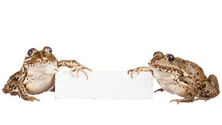 Two frogs with a Billboard on a white background