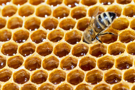 Working bee on honeycomb