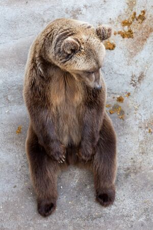 Bear in the zoo on a background of stonesの写真素材