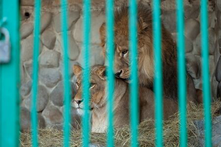 Lions in a cage at the zooの写真素材
