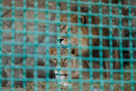 Lions in a cage at the zooの写真素材