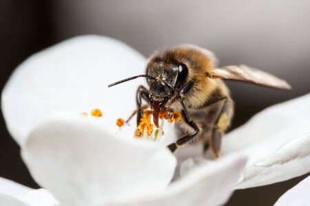 Bee works on a flower, a bee collects nectar