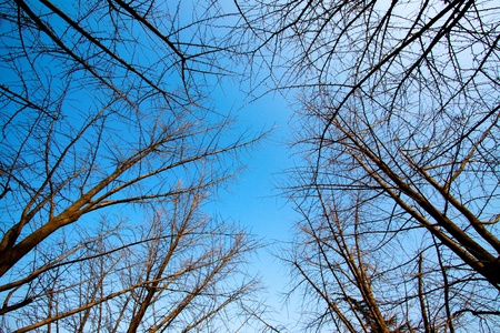 Branch in Beijingの写真素材