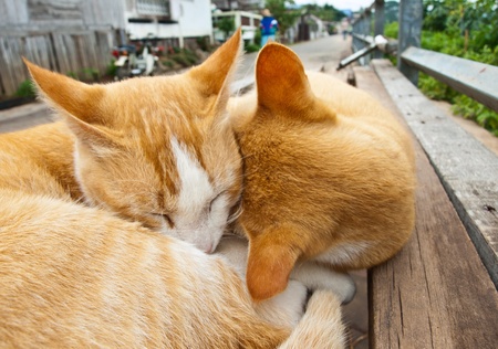Two cats sleepyの写真素材