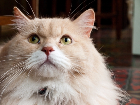 Lovely catの写真素材