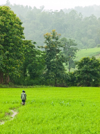 Rice field in Pai, Thailandの写真素材