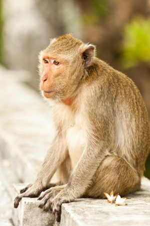 The monkeyの写真素材