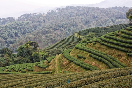 tea field and mountainの写真素材