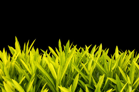 Yellow Leaves On Black Background.の写真素材