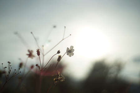 Horizontal composition photography of close-up wild flower blossoming in selective focus, in middle...