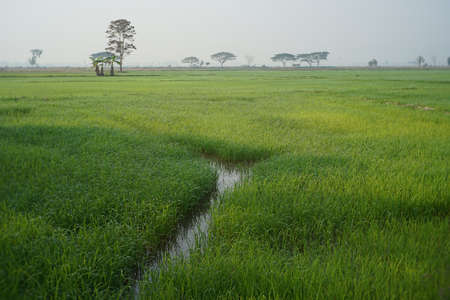 View of rice field in the morning sunlight.の写真素材