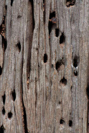The texture of natural wood. Very old weathered wood surface. vintage background.の写真素材