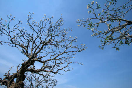 Branches of Plumeria flowers in the sky.の写真素材