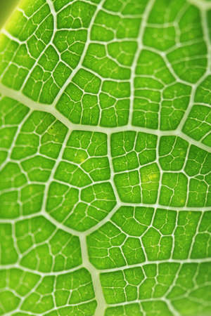 Texture of papaya leaf patterns.の写真素材