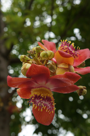 Sala Langka flower or Cannonball treeの写真素材
