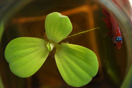 green duckweedの写真素材