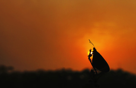 butterfly in the morning covered the sunの写真素材
