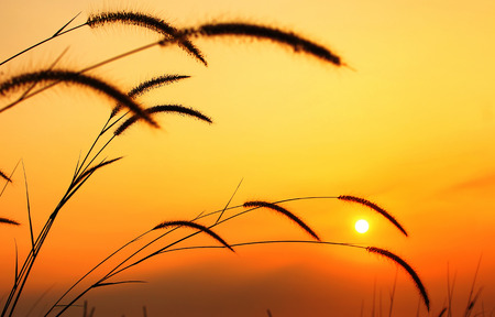 thatch in the morningの写真素材