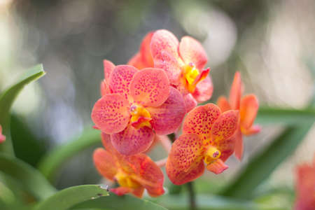 orchid fresh in gardenの写真素材