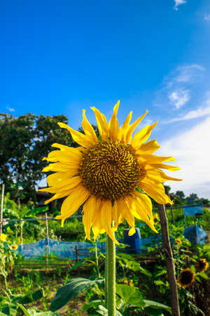 sunflower in daylightの写真素材