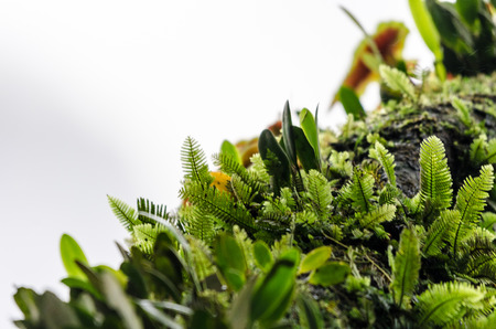 Moss background