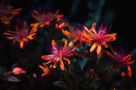 Beautiful flower images, perfect for making posters to decorate the walls of your home.の素材