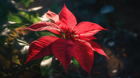 A close-up photograph of a red poinsettia flower in full bloom against a dark background.の素材