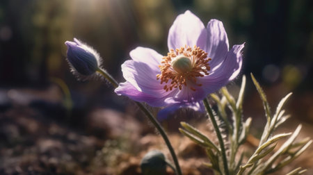 A close-up of a purple flower in full bloom with a blurred background.の素材