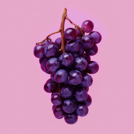 A close-up image of a single bunch of deep purple grapes against a pink background.の素材