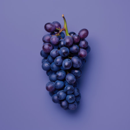 A single cluster of dark blue grapes displayed against a solid purple backdrop.の素材