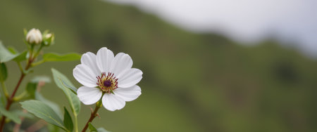 A single white flower with a purple center, surrounded by green leaves, is in focus against a blurred green background.の素材