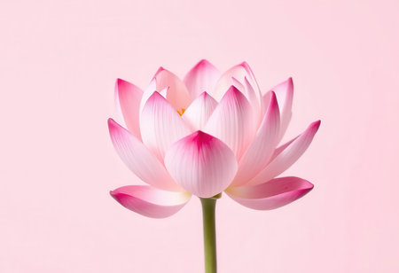 A solitary pink lotus blossom with delicate petals, captured in close-up against a soft pink background.の素材