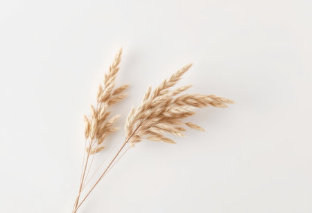 A simple and minimalist image featuring two sprigs of dried pampas grass arranged on a white background.の素材