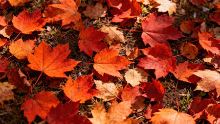 View of a multitude of fallen maple leaves, a rich spectrum of reds and oranges, lying on the ground.の写真素材