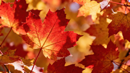View of numerous maple leaves in various shades of red and yellow, highlighting the rich colors of autumn.の写真素材