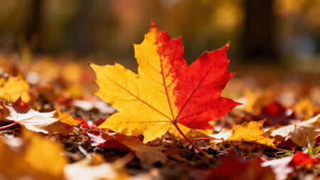 Single, striking maple leaf, a harmonious blend of fiery red and golden yellow, lies on the forest floor amidst a scattered collection of autumnal leaves.の写真素材