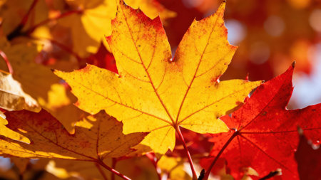 Captivating  of overlapping maple leaves, displaying a beautiful contrast of warm autumnal colors.の写真素材