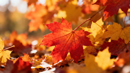 View of a variety of autumn leaves, showcasing a range of vibrant reds and yellows on the ground, bathed in the warm glow of sunlight.の写真素材