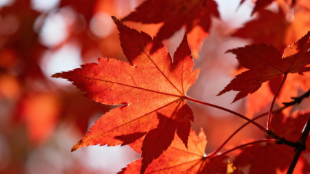 View of vivid crimson autumn leaves on a branch, showcasing the intricate details of the foliage and...