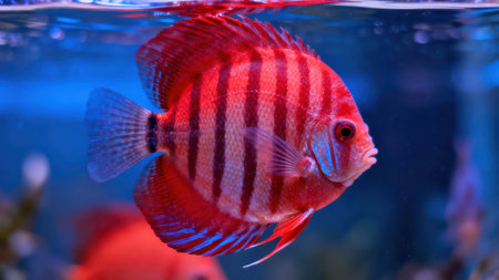 Vividly colored fish, with a striking red and striped pattern, is captured in a detailed  shot in its aquarium environment.の写真素材