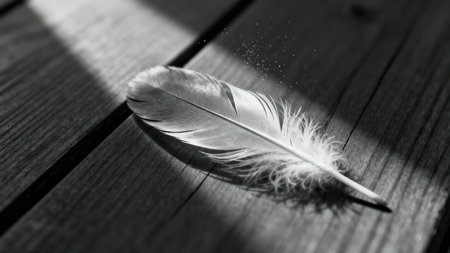 Delicate white bird feather resting on textured dark wooden planks in high contrast monochrome, diagonally bisected by a sharp rectangle of natural sunlight and deep shadow.の素材