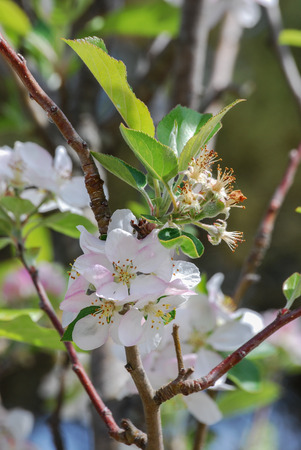 White apple flowersの写真素材