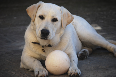 Labrador retriever playing with a ballの写真素材