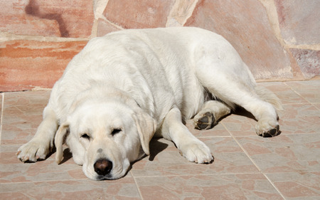 labrador 