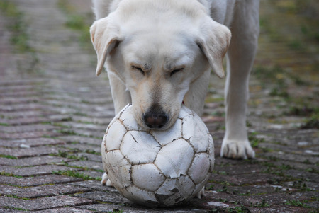 Labrador dog with ballの写真素材