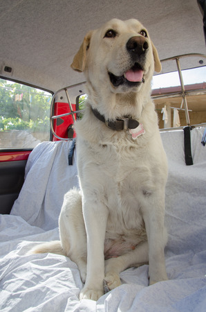 labrador dog in carの写真素材